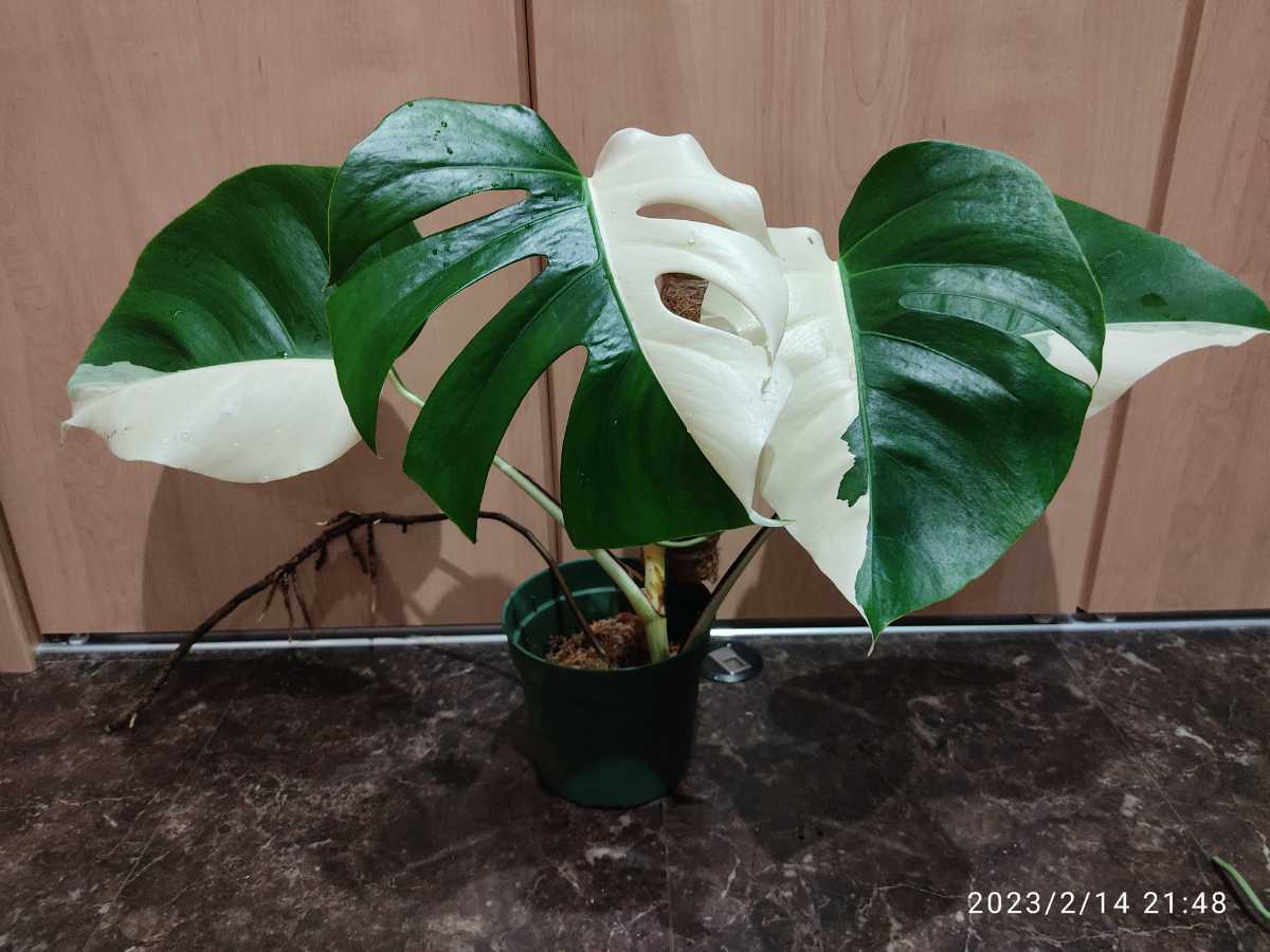 発根活着済 斑入りモンステラ ボルシギアナ ホワイトタイガー20