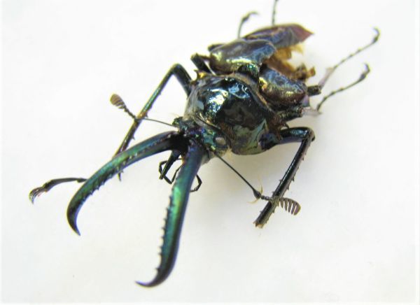 標本】入手困難 ホロメタリクス チリクワガタ（ssp holometallicus