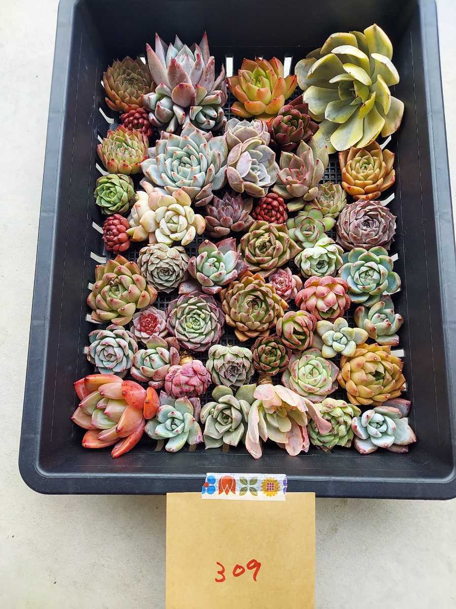 多肉植物 韓国苗 Echeveria 0207M-MIX-309 多肉植物 寄せ植えに♪(お名前つきません)(岡山在庫)(2/20発送)
