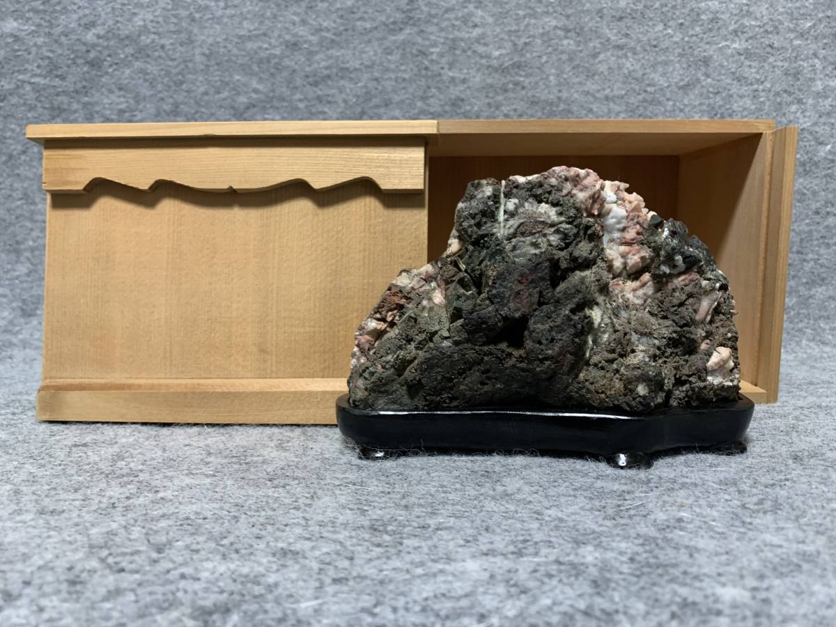 菊花石 根尾 銘：夢幻菊 ピンク・白キバも見えるサバ花 水石 盆石 鑑賞
