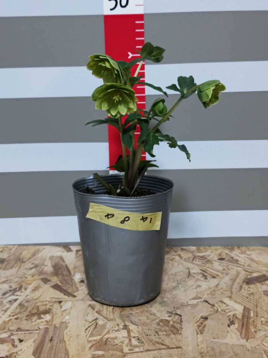 ☆クリスマスローズ☆八重咲き☆銀ポット☆8 ☆クリスマスローズ