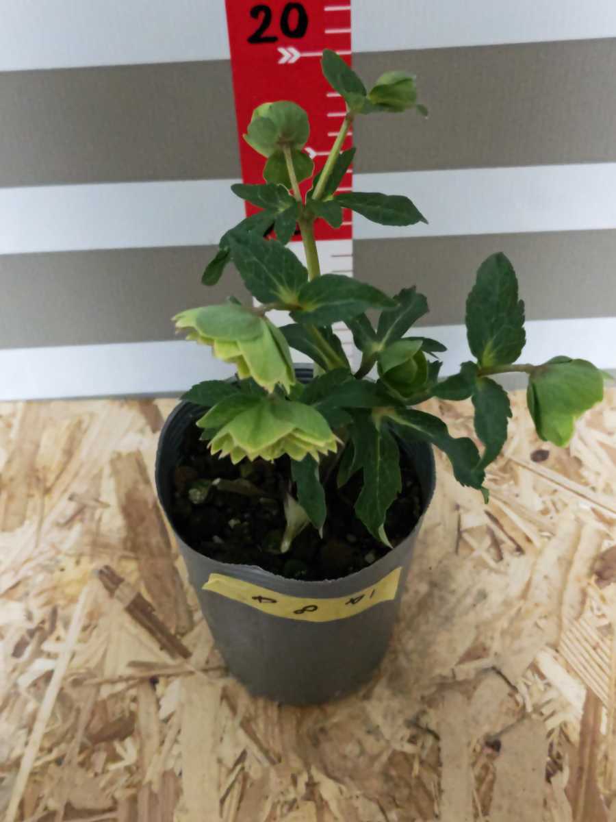 ☆クリスマスローズ☆八重咲き☆銀ポット☆8 ☆クリスマスローズ