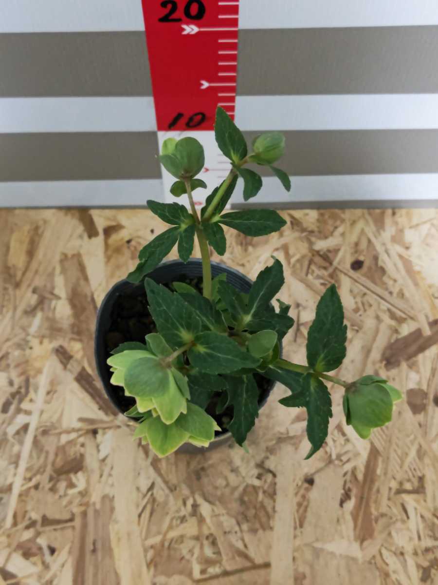 ☆クリスマスローズ☆八重咲き☆銀ポット☆8 ☆クリスマスローズ