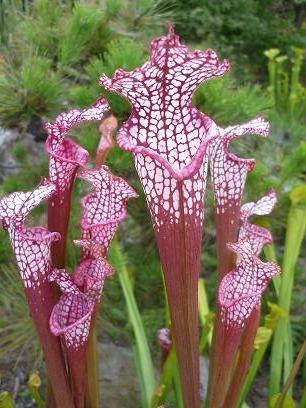 食虫植物サラセニアleucophylla Ruby Joice ②