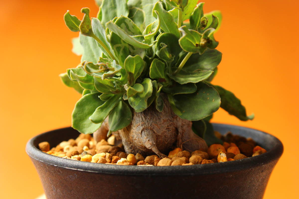 オトンナ・パーフォリアータ　Othonna perfoliata　良質株　長期管理株　コーデックス 　多肉植物 や 塊根植物 レトロフラクタ 好きな方へ