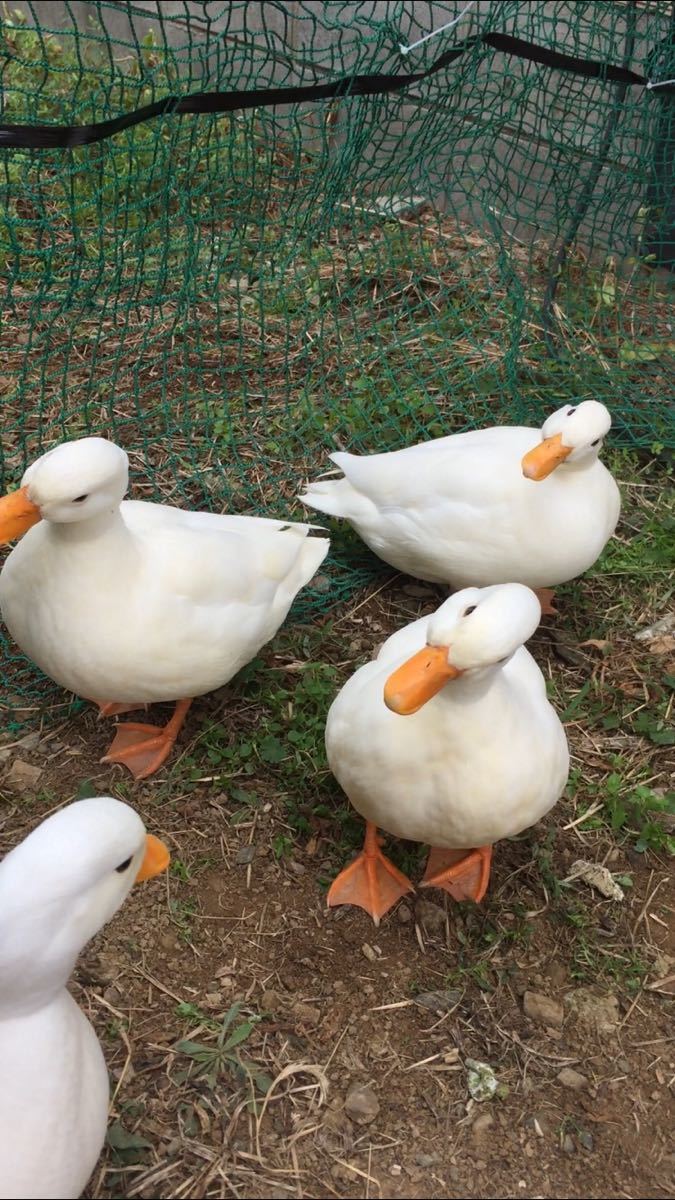 コールダックの卵 6個セット コールダック 雄3羽異血 食用有