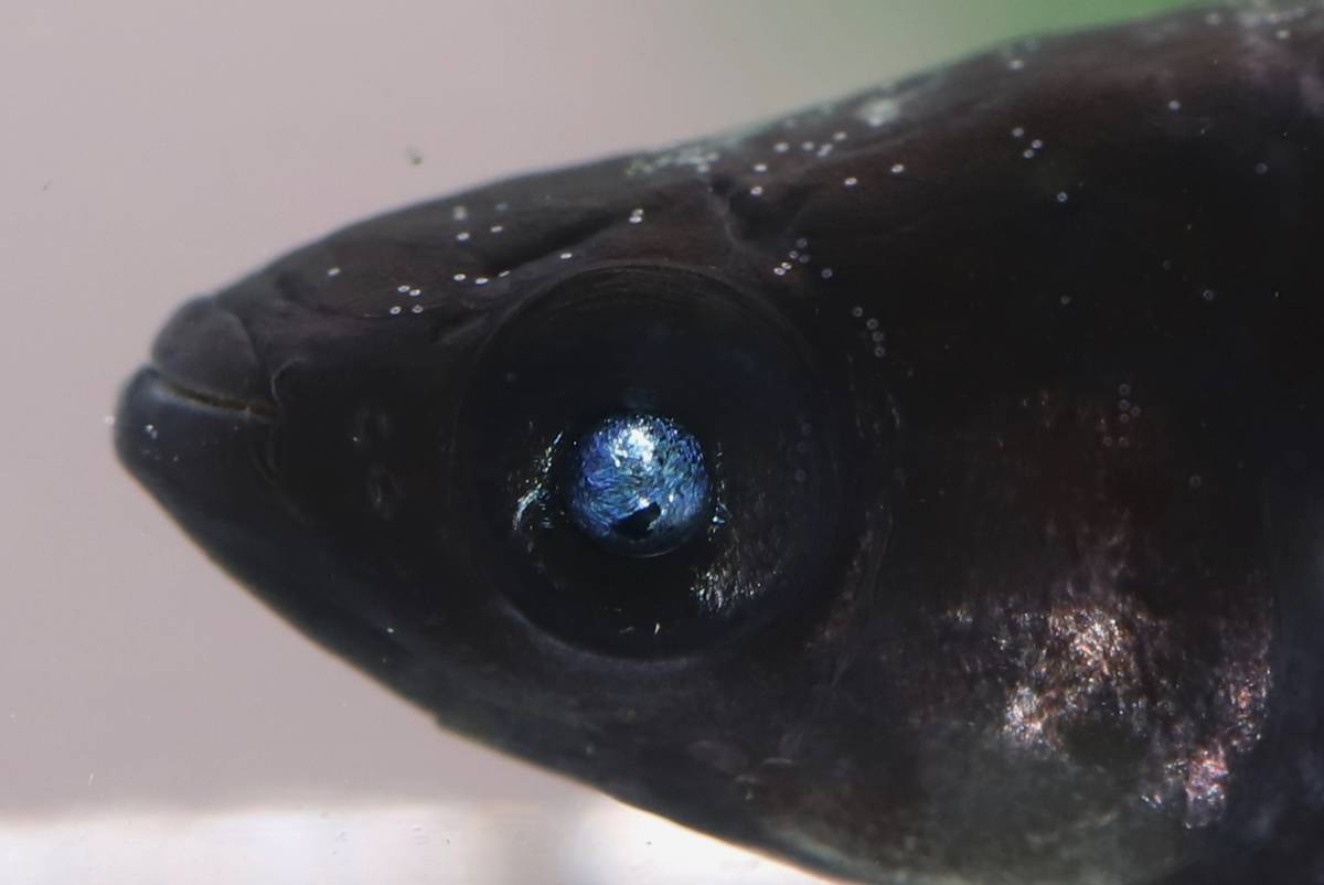 ω猫飯ω黑天幻龍メダカ・大きめ稚魚10匹＋α 選別済み個体 10ミリ 