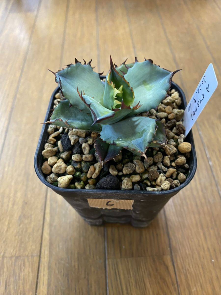 アガベ オテロイ 実生 子株 