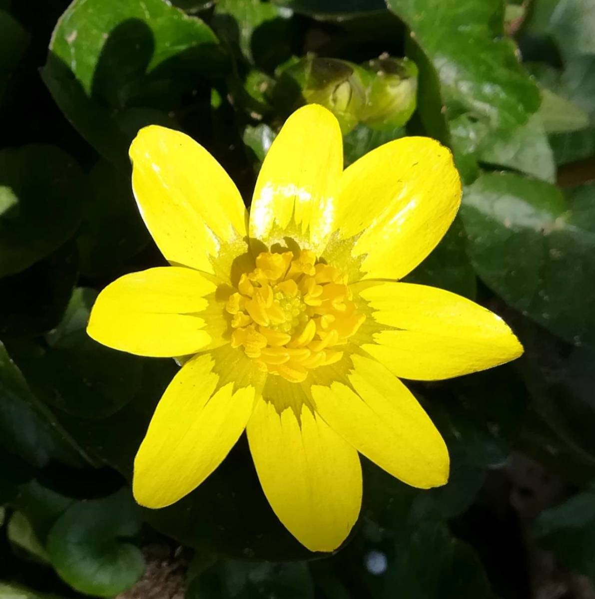 ヒメリュウキンカ抜き小球根苗５本以上_1