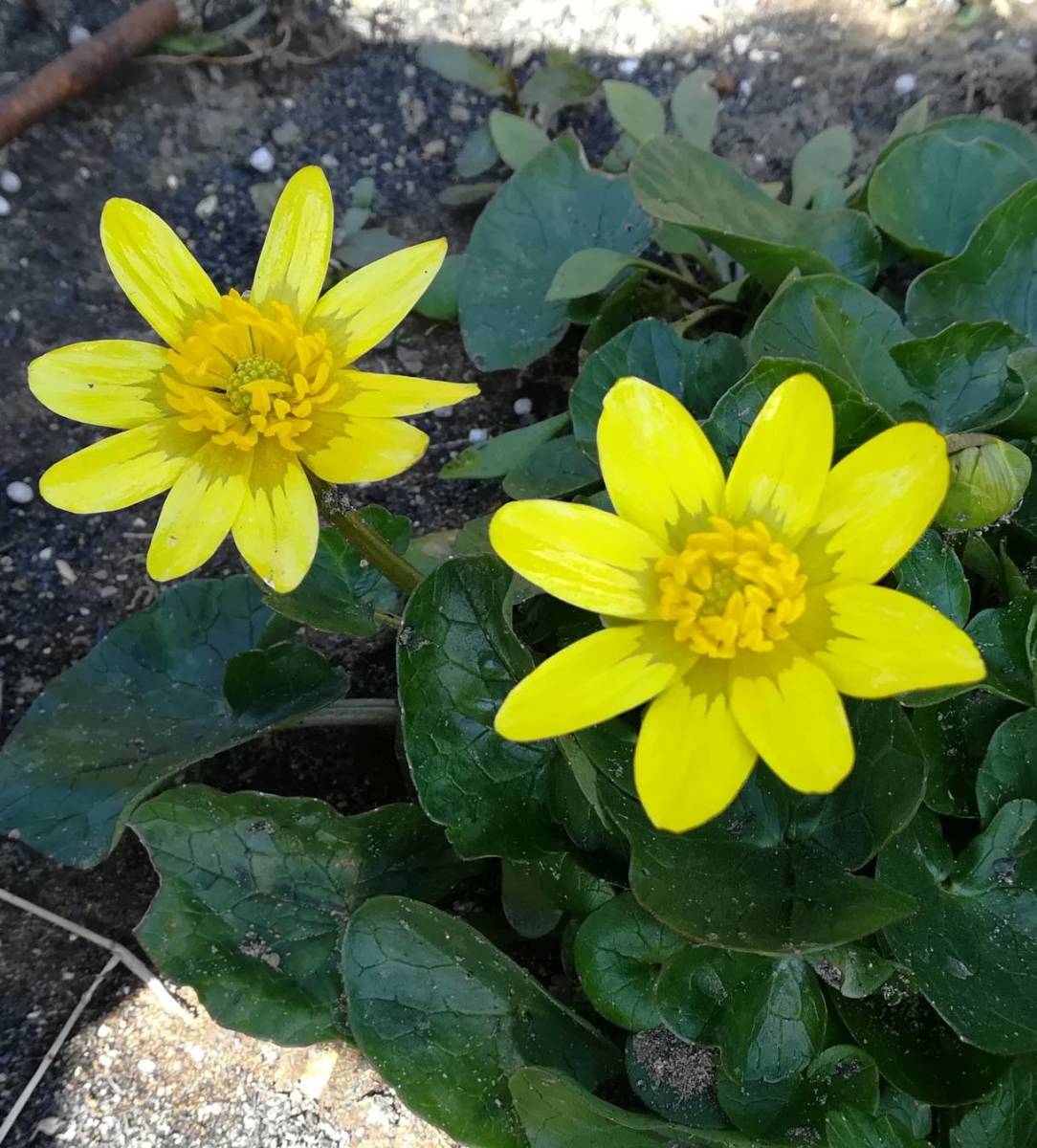 ヒメリュウキンカ抜き小球根苗５本以上_2