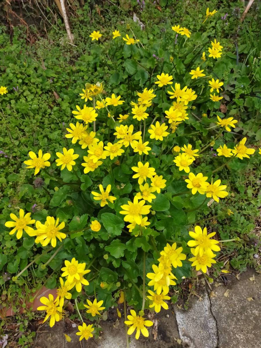 ヒメリュウキンカ抜き小球根苗５本以上_3