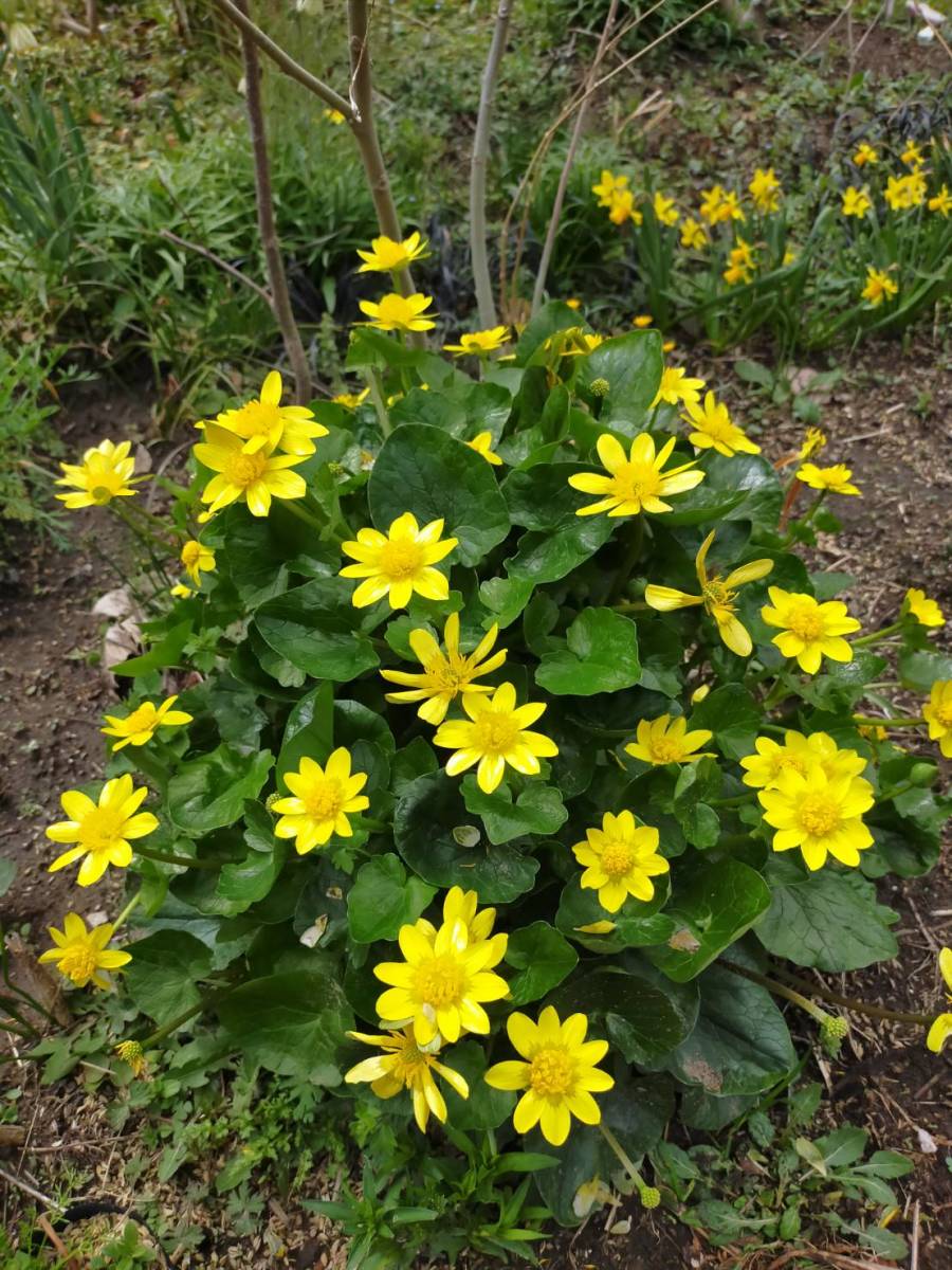 ヒメリュウキンカ抜き小球根苗５本以上_4