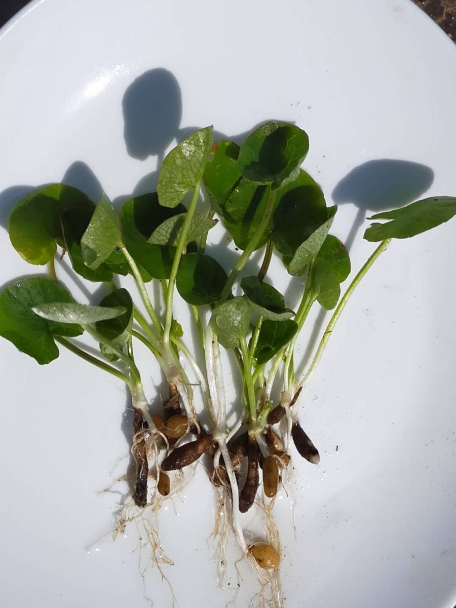 ヒメリュウキンカ抜き小球根苗５本以上_5