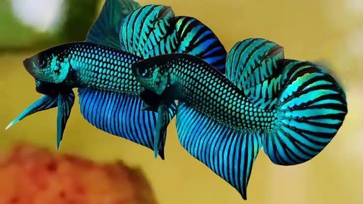 ベトナム極上ワイルドベタ・グリーンマハチャイ（1ペア）