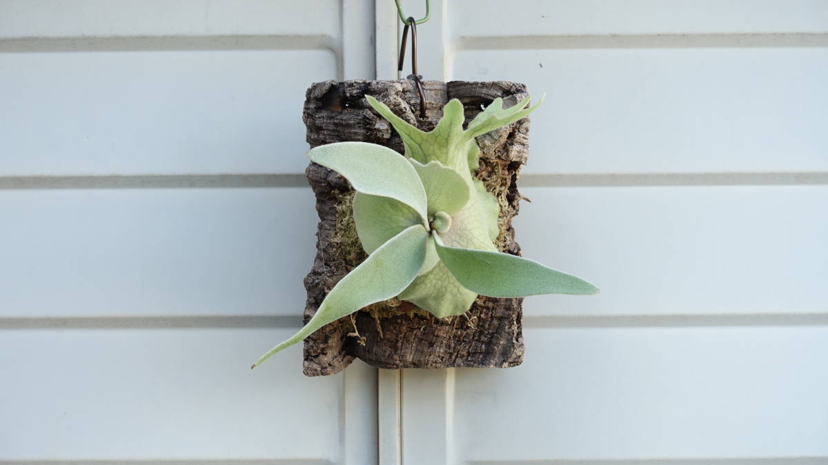 Platycerium Peawchan ビカクシダ　ピューチャン　子株　コルク付け