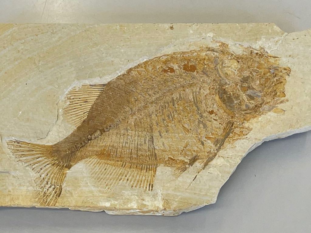 Phareodus sp ワイオミング州 ⑰ - メルカリ 魚化石 アメリカ