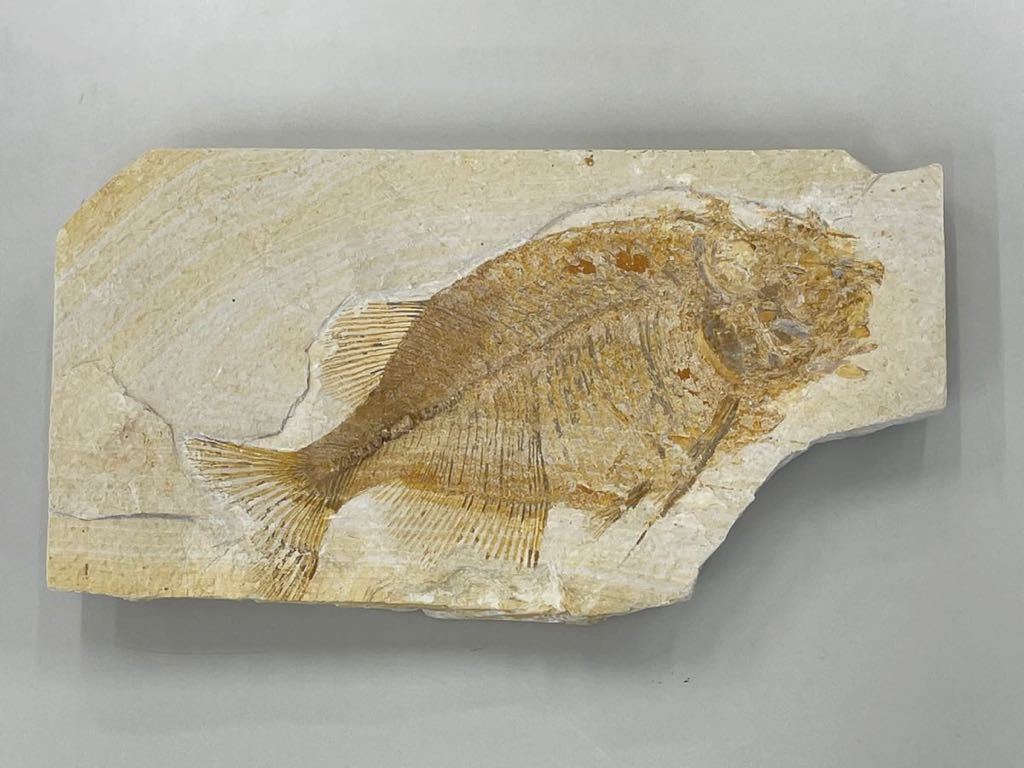 【希少】アメリカ ワイオミング州 絶滅古代魚の良質化石 ⑤ Phareodus sp ワイオミング州 ⑰ - メルカリ 魚化石 アメリカ