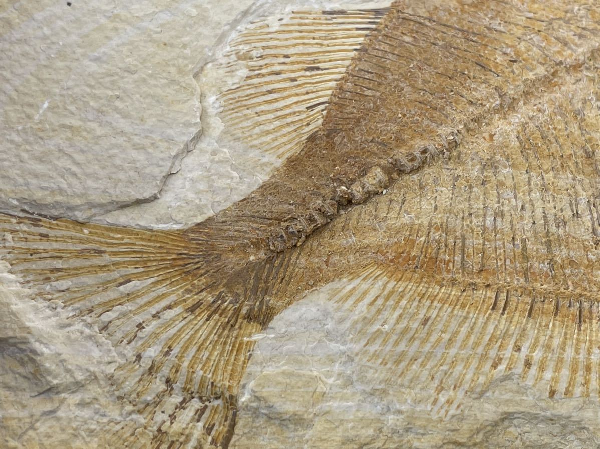 Phareodus sp ワイオミング州 ⑰ - メルカリ 魚化石 アメリカ