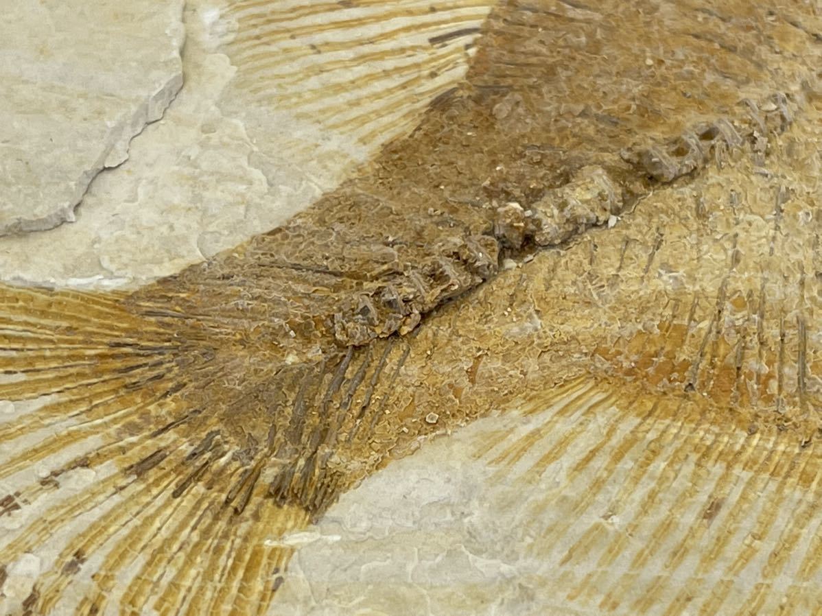 Phareodus sp ワイオミング州 ⑰ - メルカリ 魚化石 アメリカ