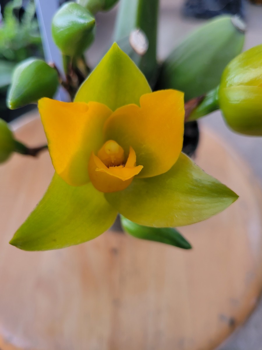 希少　原種リカステ　クルエンタ　Lyc.cruent