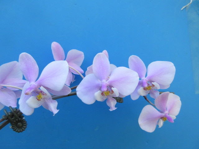 洋蘭 原種 こちょうらん Phal. schilleriana ‘Pink Butterfly’ 花付