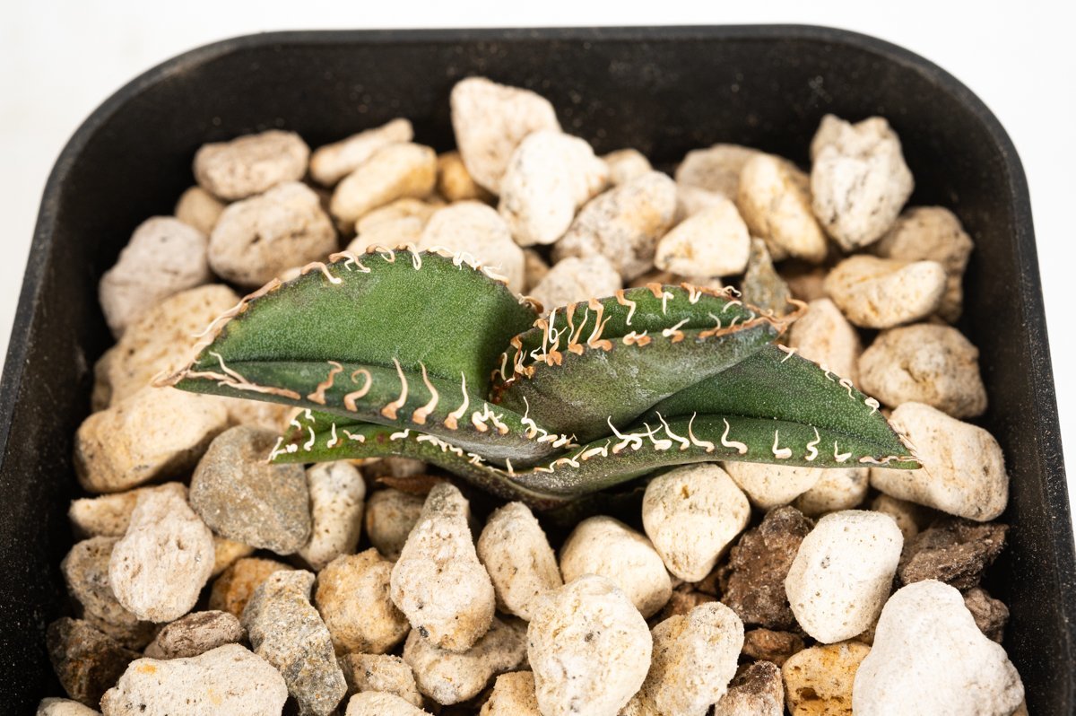 アガベ サルミアナ フェロックス リップルエフェクト Agave 'Ripple