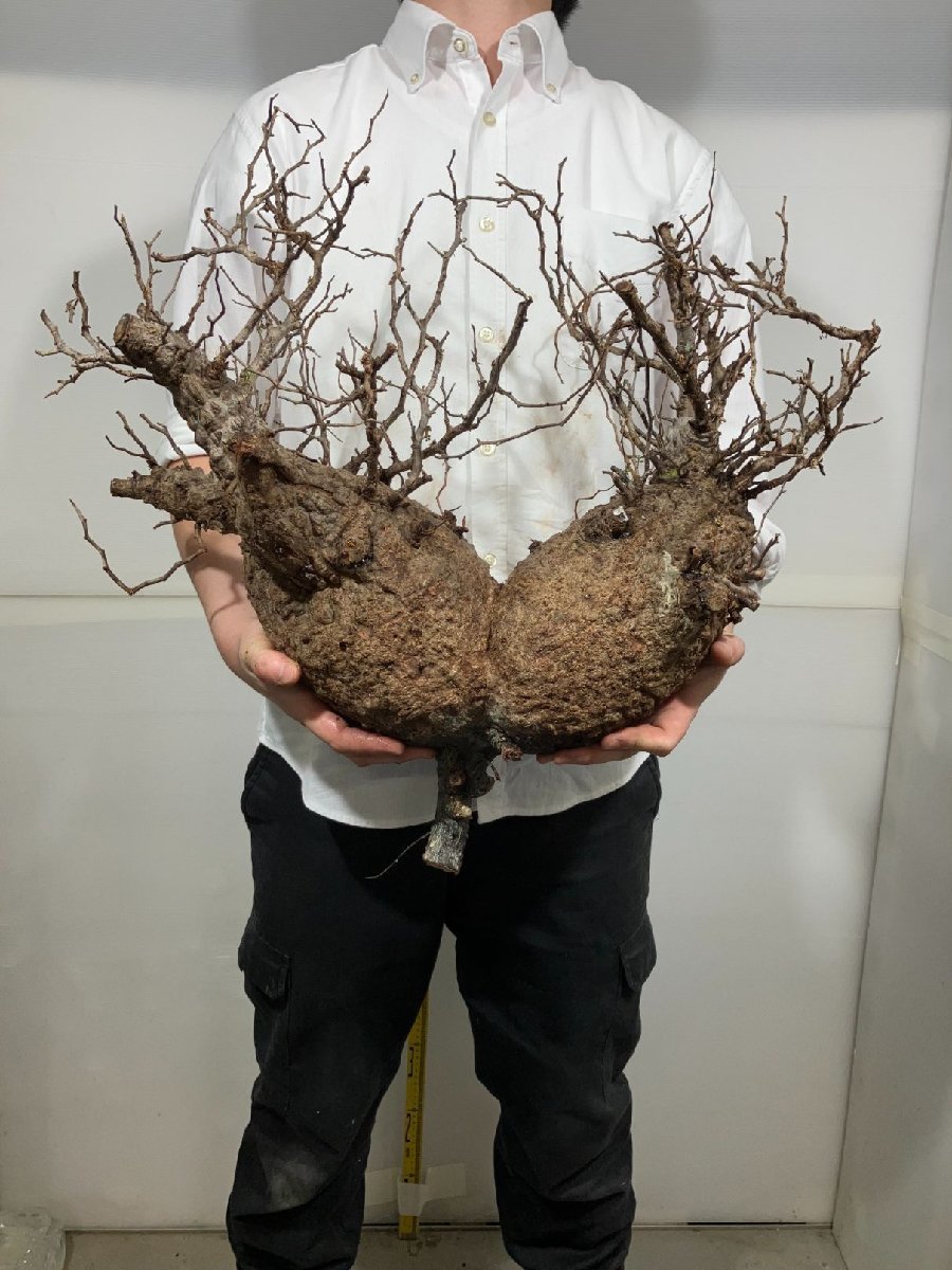 ヘ4317 「塊根植物」オペルクリカリア パキプス 多頭 超特大 抜き苗【3