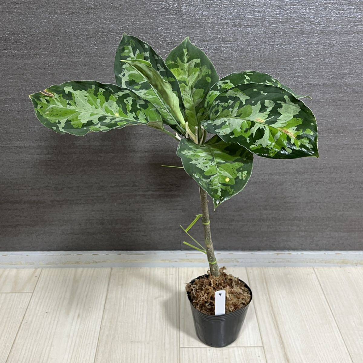 観葉植物 ◇RGL◇ 現物 現地便 南スマトラ産 アグラオネマピクタム