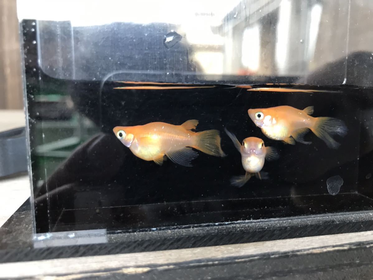 【元気めだ係CO.】☆ヒレ長紅帝ダルマ〜半ダルマメダカ☆成魚☆３匹（♂♀選別なし）☆丈夫な屋外飼育個体です