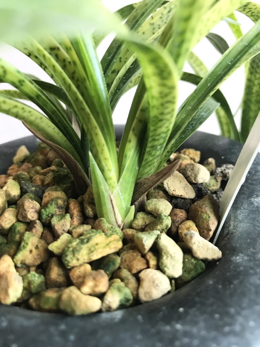 日本春蘭☆ 銘品「守門竜」無傷の最上木 最上柄 大型株 韓国