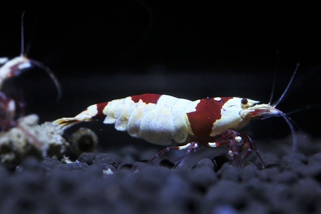 肥後乃絵美 》 令和紅 十六夜 種親水槽から生まれた稚