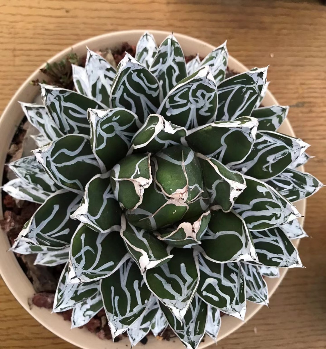 M5 多肉植物 アガベ 児玉姫笹の雪 子株