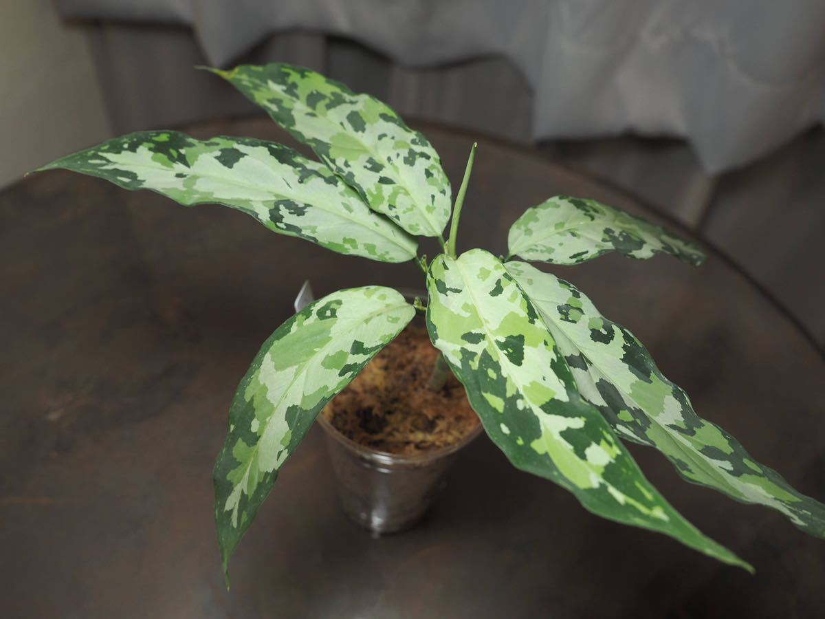 アグラオネマ ピクタム トリカラー MA2209-065AC Aglaonema pictum