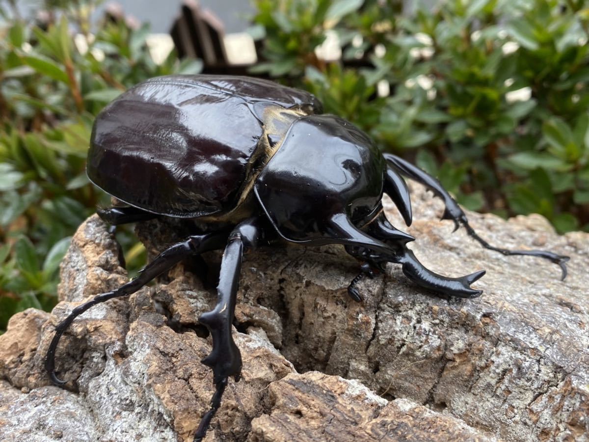 ヴァズデメロゾウカブト 3令幼虫 ペア メガソマ ヤヌス ゾウカブト sp 