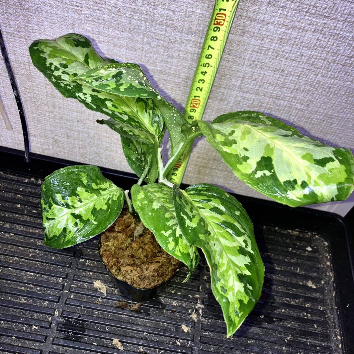 アグラオネマ ピクタム トリカラー Aglaonema | 大株 ピクタムトリ 