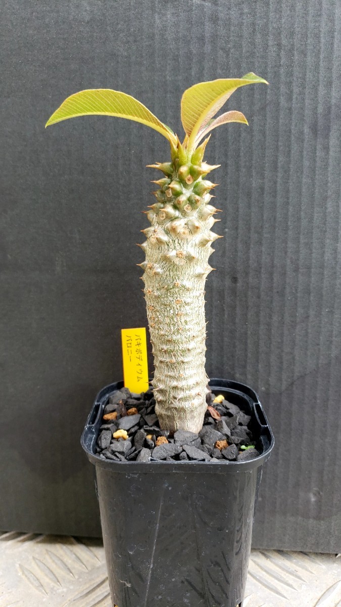 コーデックス 塊根植物 パキポディウム バロニー 観葉植物 花、園芸