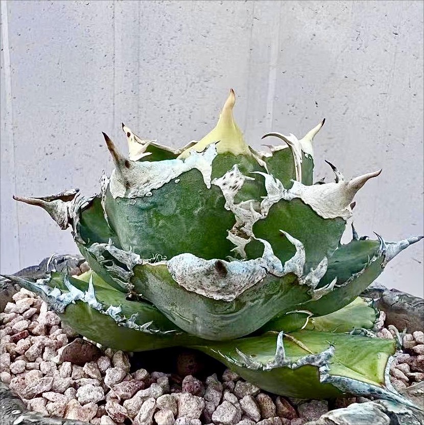 L19 激レア高級品種 アガベ チタノタ白とげ 極上強棘 狂刺 強白棘 Sクラスは希少株 極美極上子株