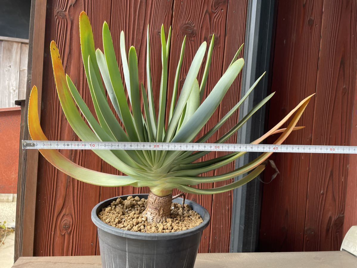 アロエ プリカティリス Aloe plicatilis 実生 分頭株 クラマ(サボテン 