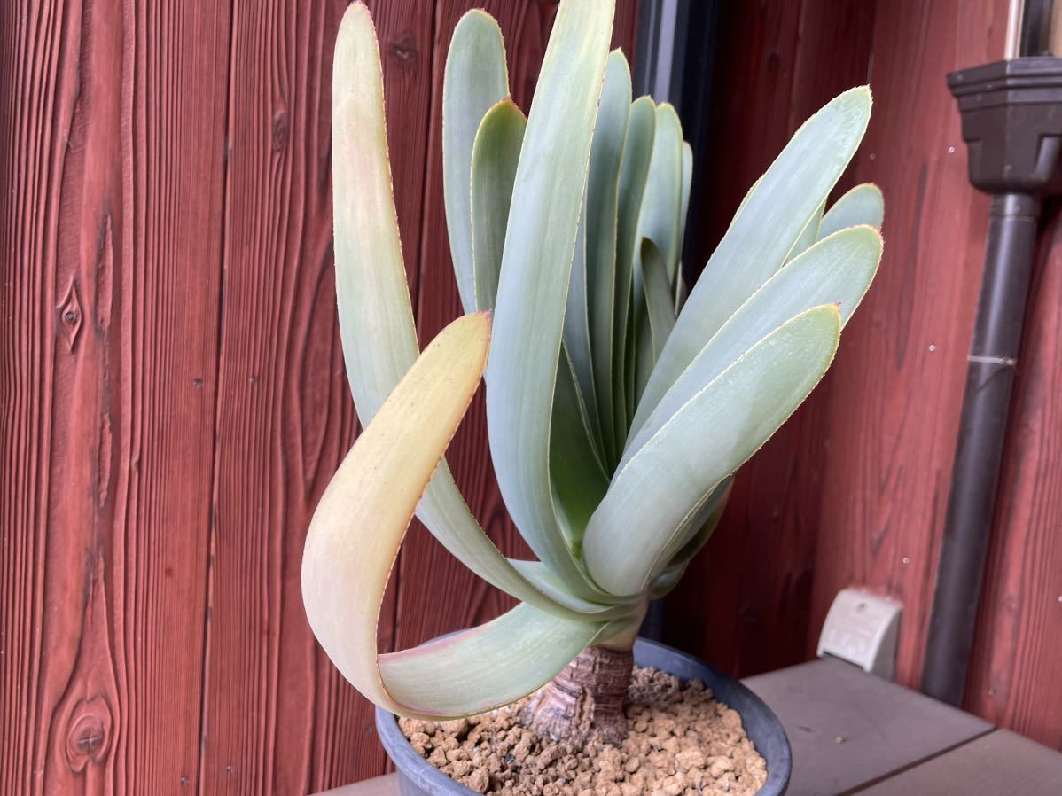 アロエ プリカティリス Aloe plicatilis 実生 分頭株 クラマ(サボテン 