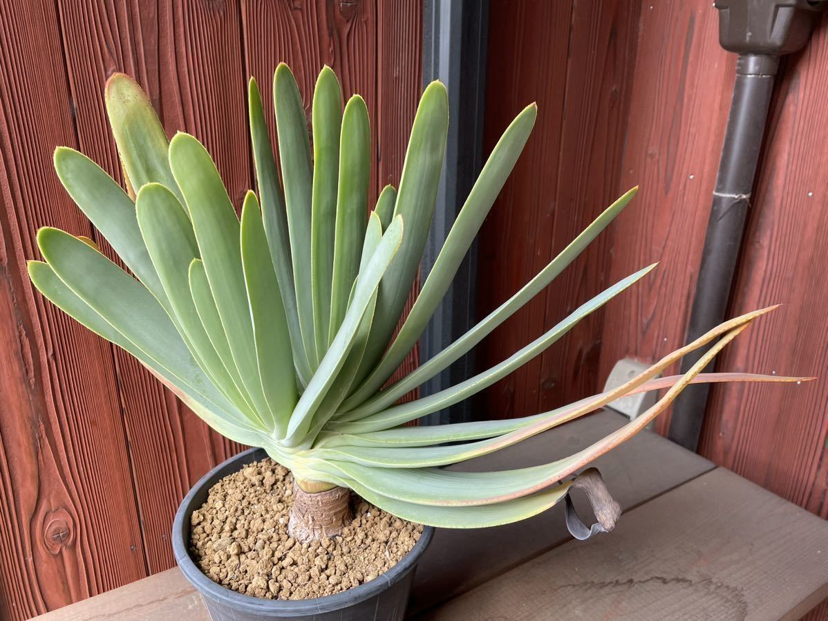 アロエ プリカティリス Aloe plicatilis 実生 分頭株 クラマ(サボテン 