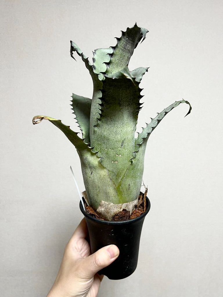 B10. ▽Hohenbergia sandra's mountain▽ ホヘンベルギア　サンドラズマウンテン　【PLANET】