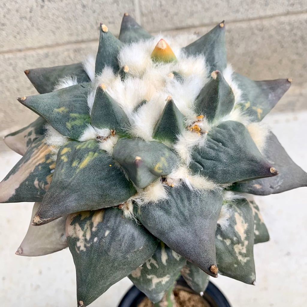 3・花牡丹錦モンスト系 ・サボテン 多肉植物 花、園芸 サボテン 【公式