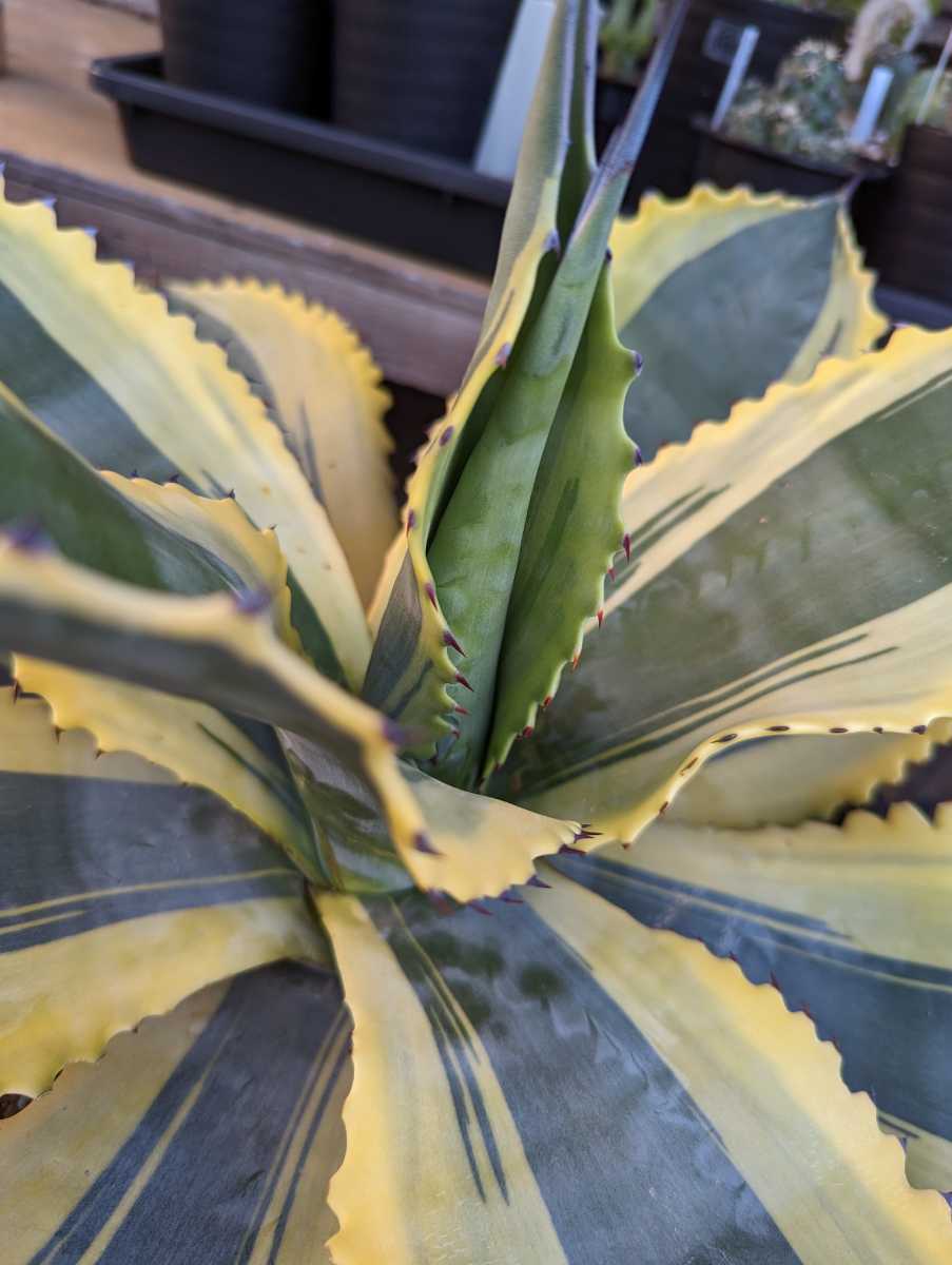 アガベ リップルエフェクト① 希少 アガベ リップルエフェクト 斑入り アガベ リップルエフェクト 大株 ミスターリップル