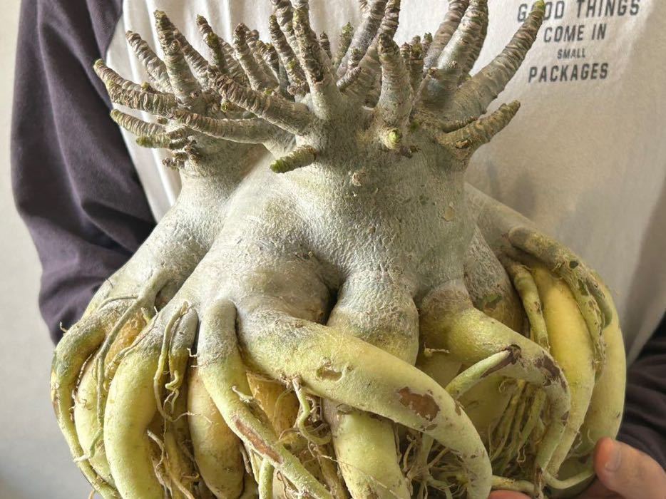 希少サイズ　激少アデニウムアラビカムタコ足の極上大株コーデックス 多肉植物 