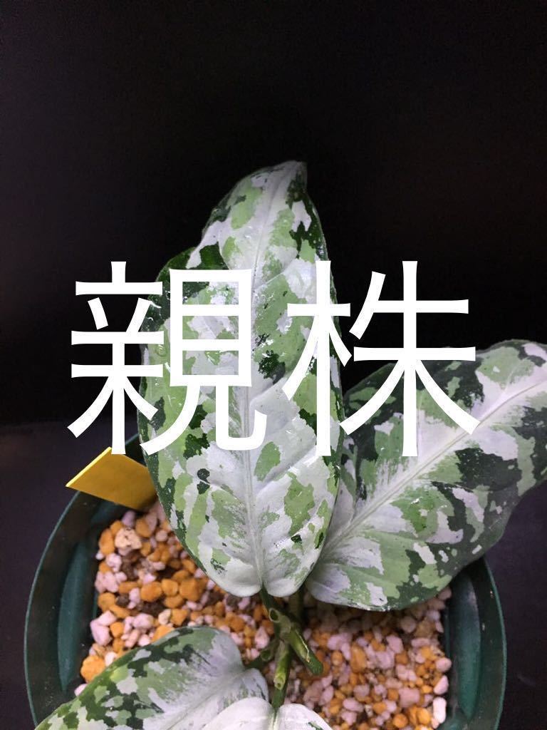 Aglaonema pictum tricolor【LA0913-1ss】増殖株 Aglaonema ピクタム