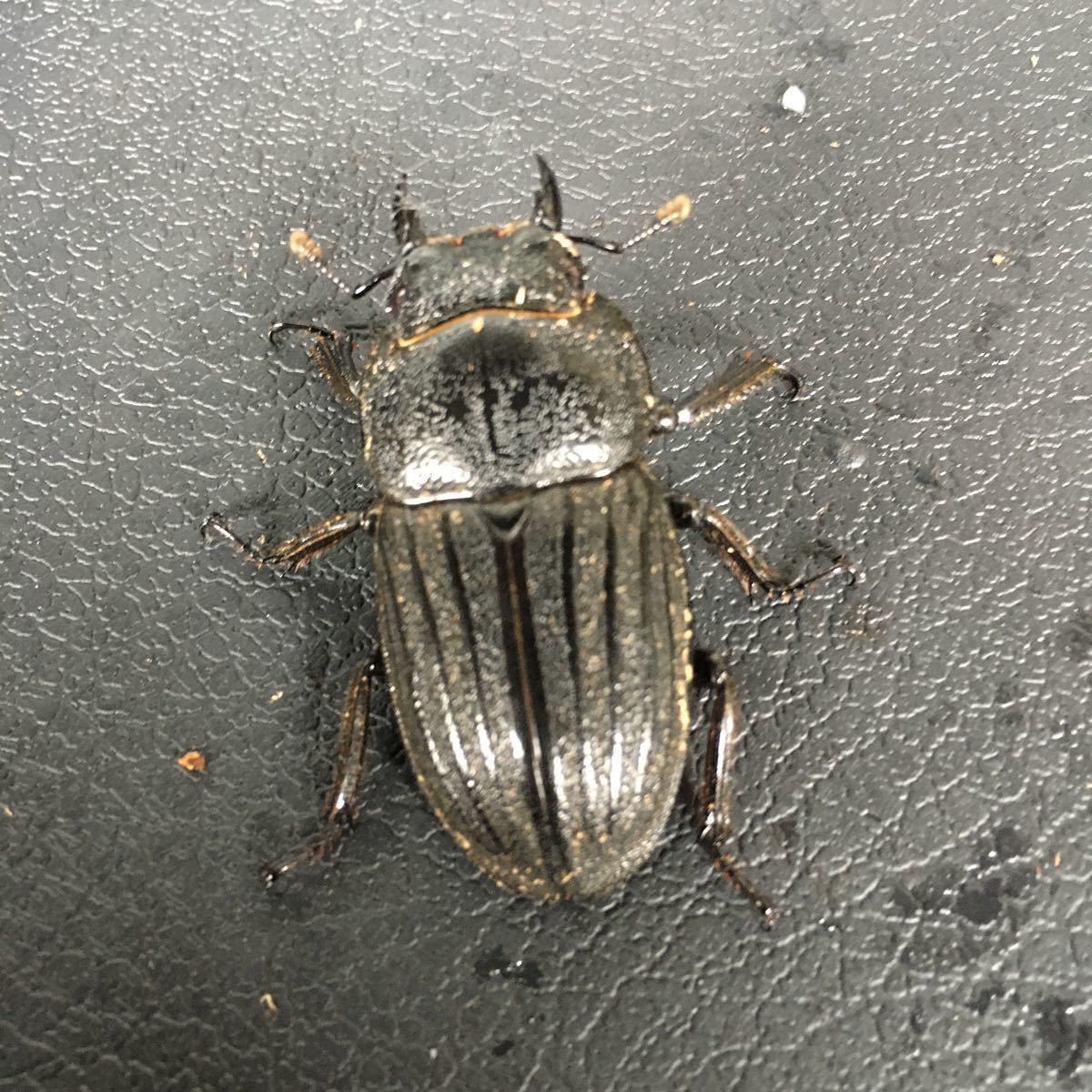 スジブトヒラタペア ♂62.9㎜ ♀40.2㎜ 徳之島伊仙町産