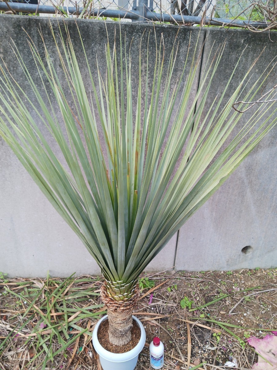 Beaucarnea gracilis ボーカルネア グラキリス 【公式通販】