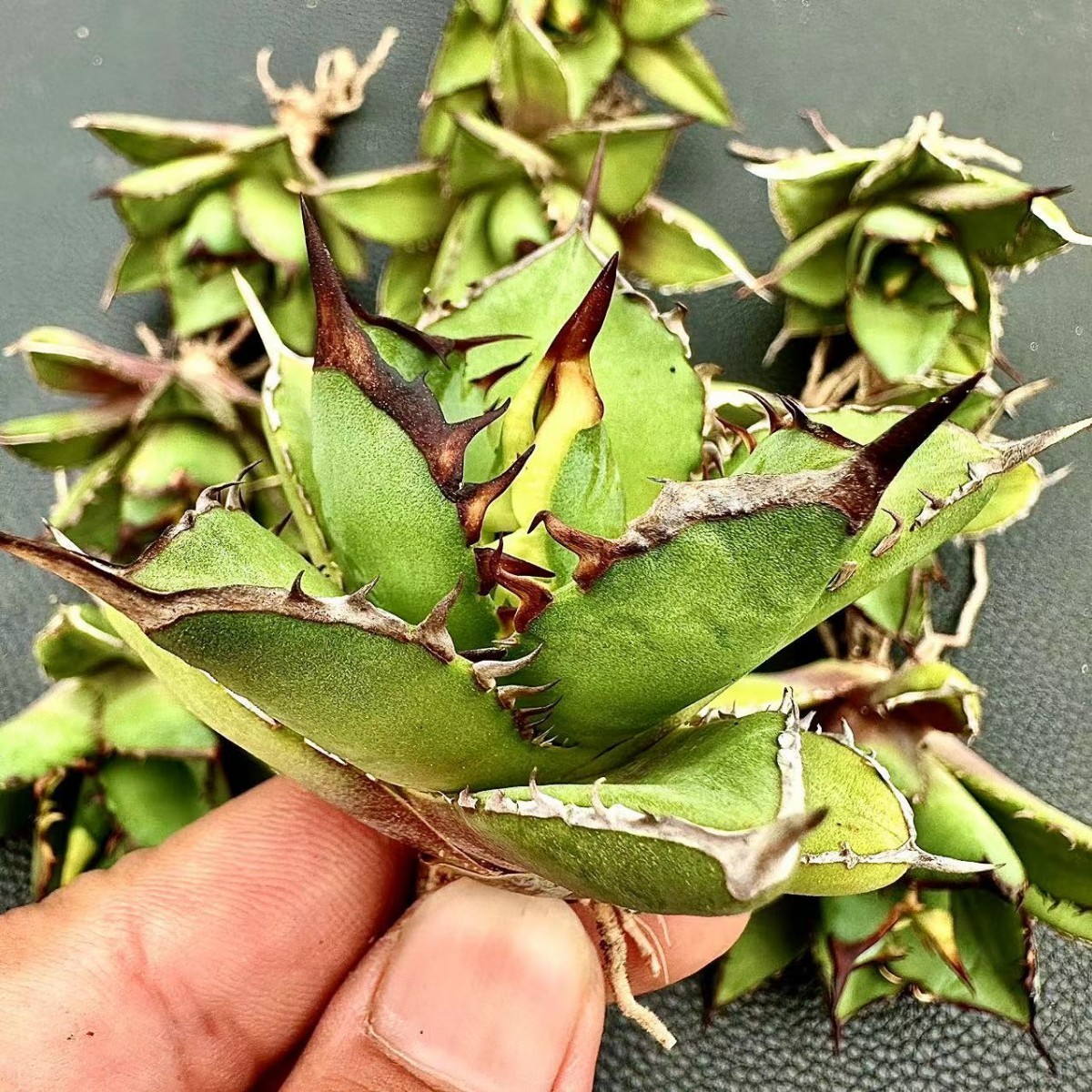 3発根済 アガベ チタノタ FO-076 Agave titanota 強棘 FO-076 オテロイ