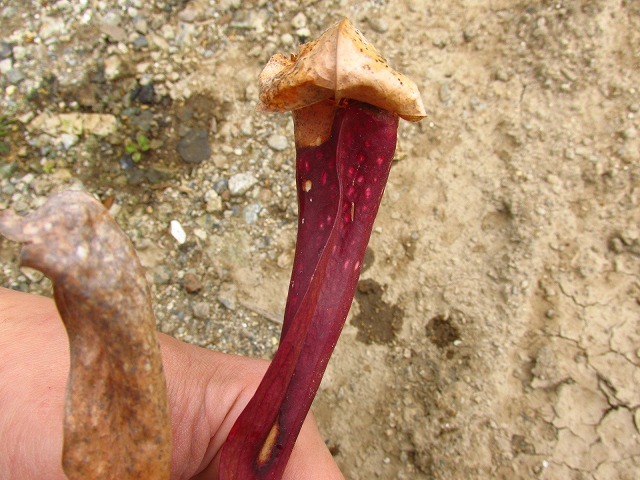 本舗】食虫植物 サラセニア 立浪(Sarracenia 'Tatsunami) 日の出花壇