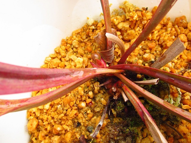 本舗】食虫植物 サラセニア 立浪(Sarracenia 'Tatsunami) 日の出花壇